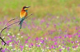 Abejaruco posado en una rama sobre un campo de flores