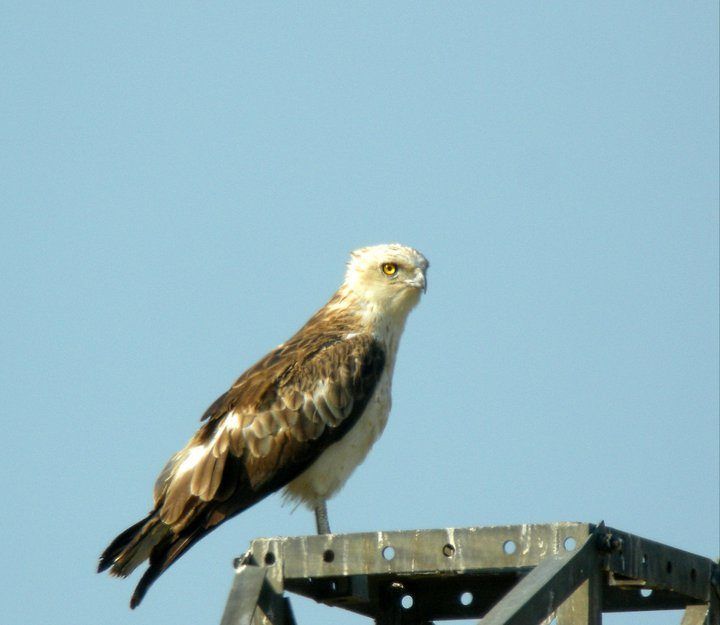 Águila culebrera posada