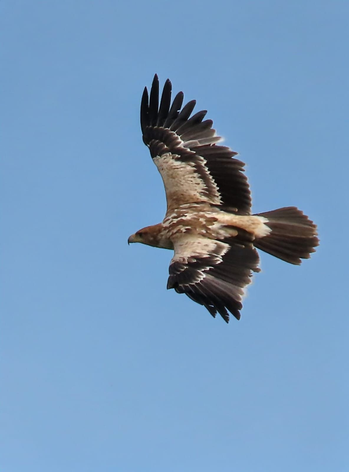 Águila imperial en vuelo