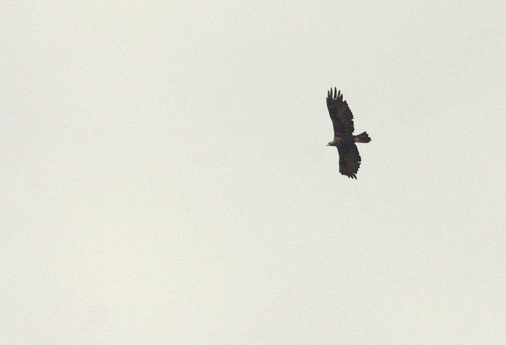 Águila real (Aquila chrysaetos) en vuelo