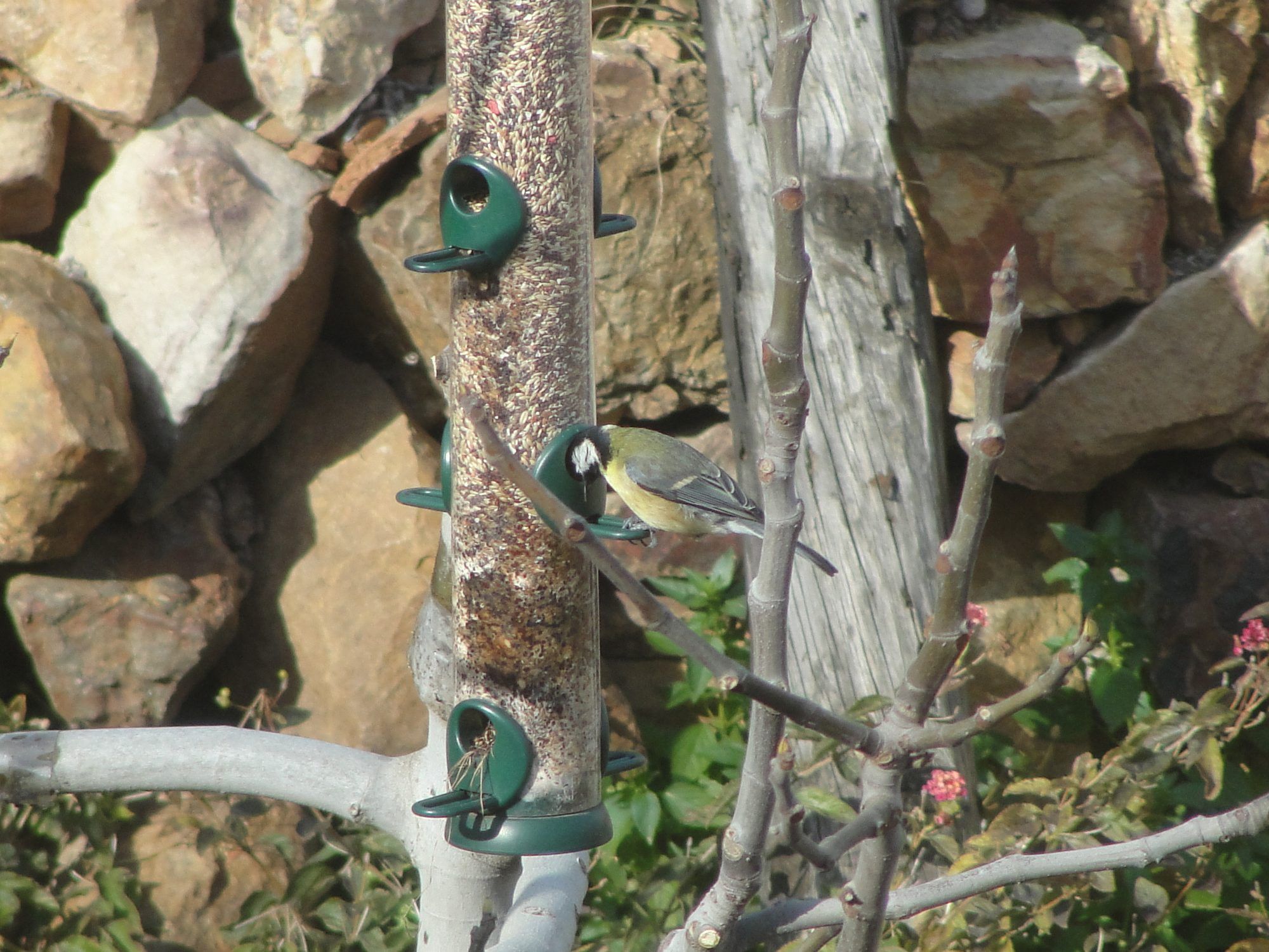 Pájaros en unos comederos entre las rocas