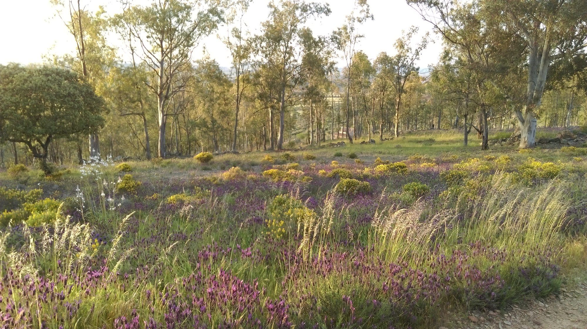 Árboles y flores silvestres en primavera