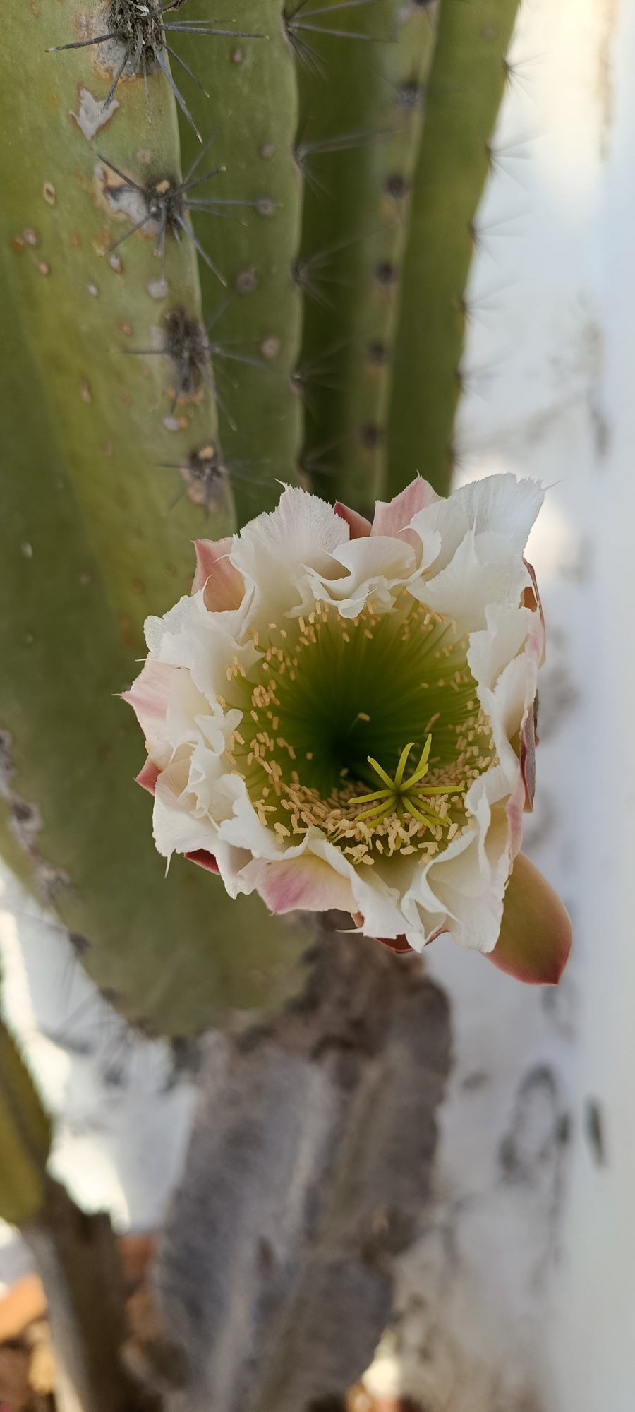 Flor de cactus en el jardín