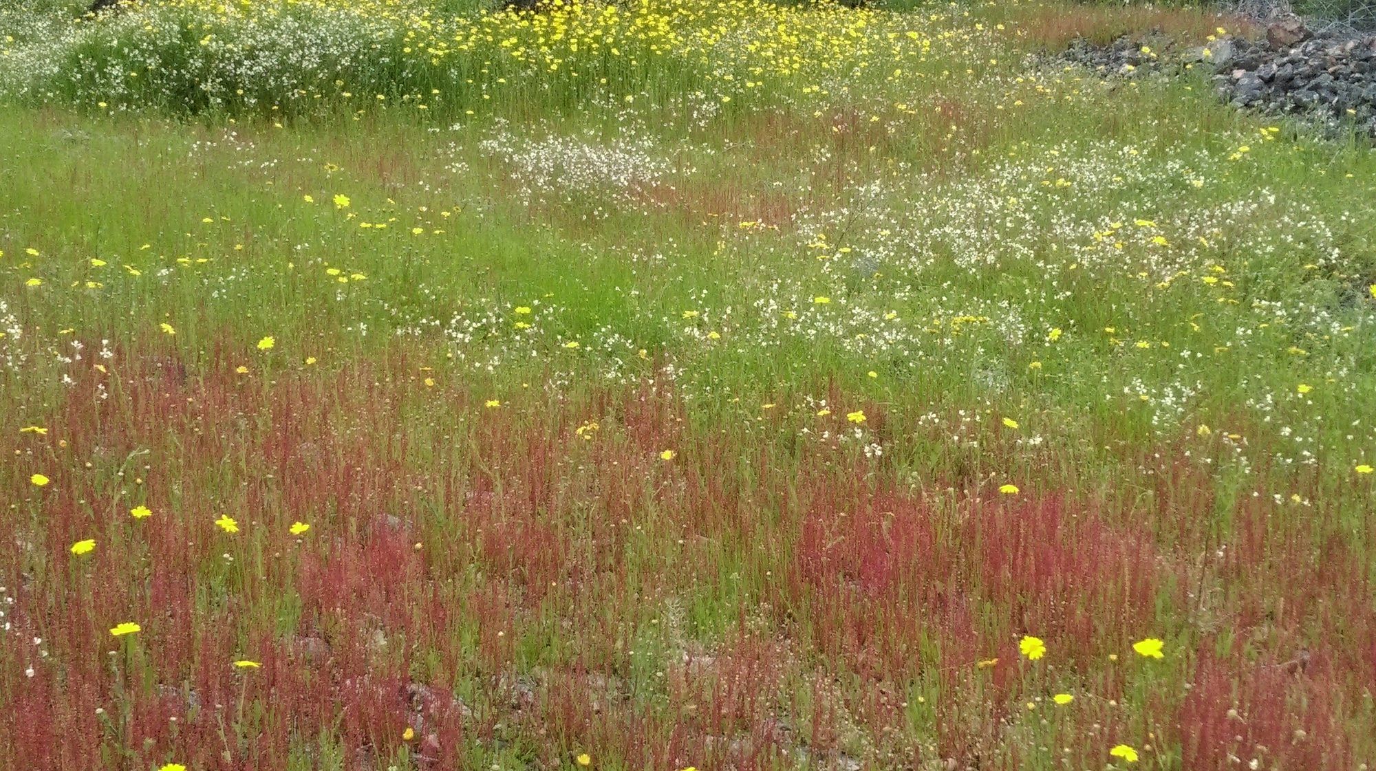 Flores amarillas y rojas en el campo