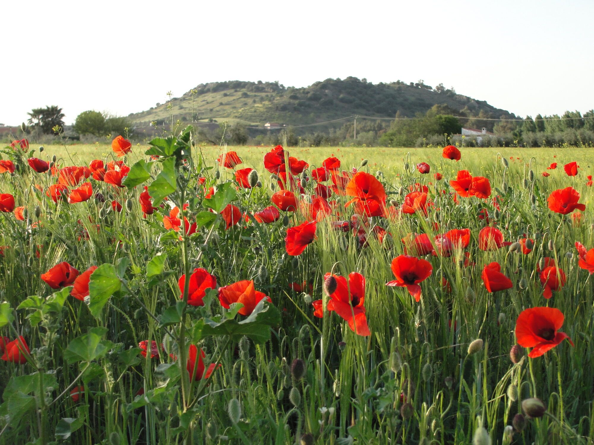 Campo de amapolas en flor en primavera, en el entorno de Alange