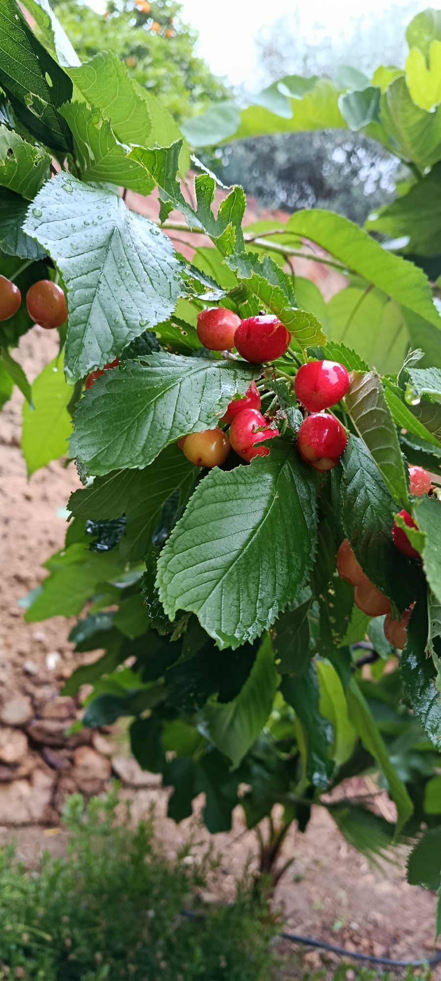 Cerezas madurando en el árbol del jardín