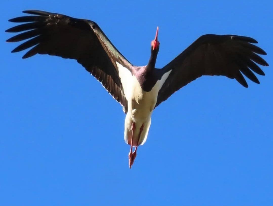 Cigüeña negra en vuelo