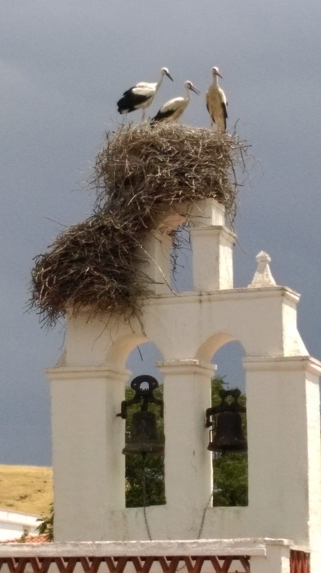 Cigüeñas blancas en su nido, sobre el campanario del pueblo