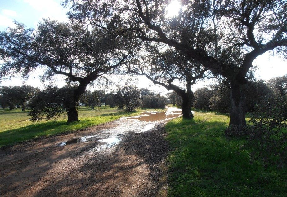 Camino entre encinas en la dehesa, con charcos después de la lluvia