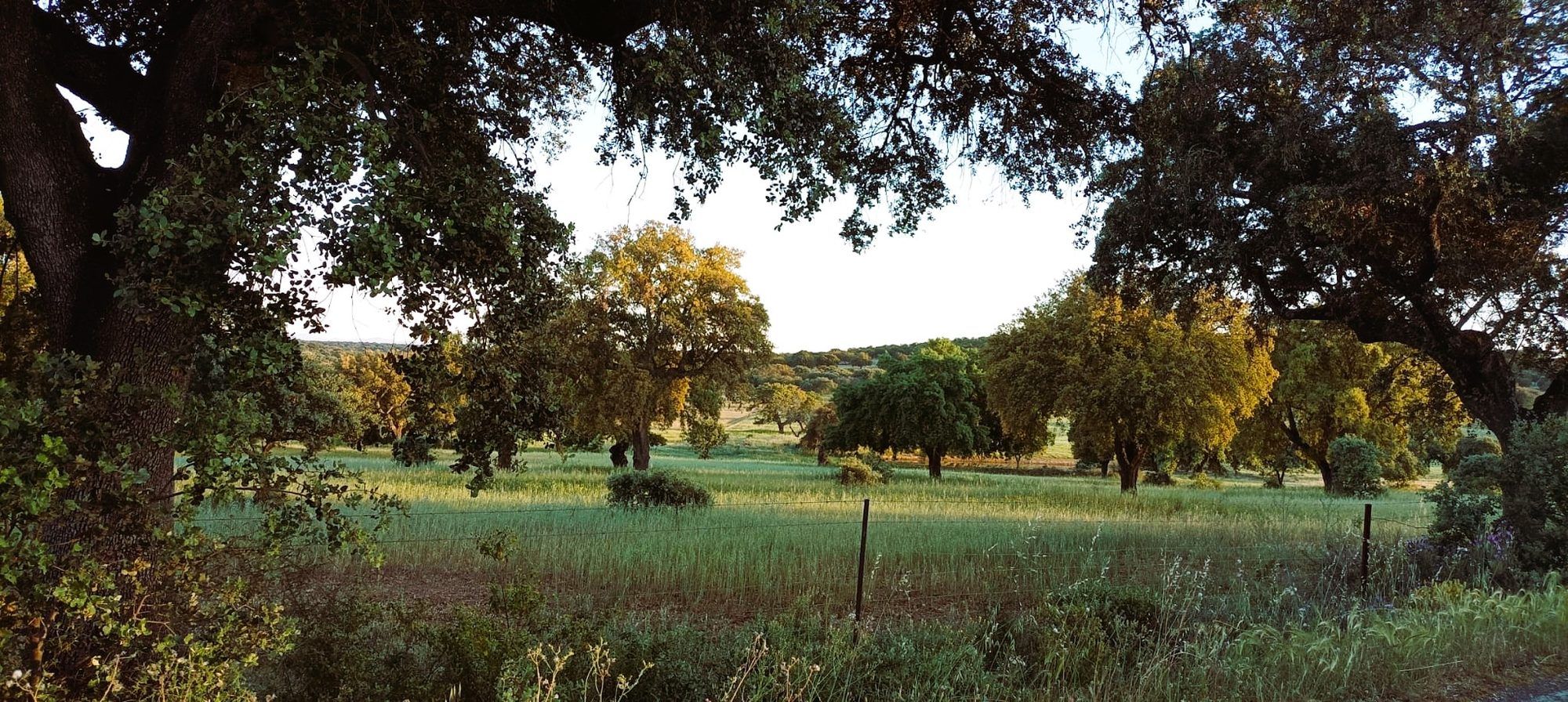 Encinas y pradera en Cornalvo