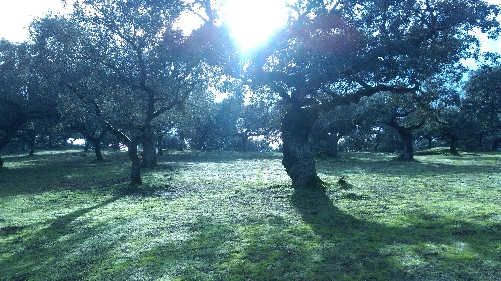 Encina de la dehesa recortada a contraluz