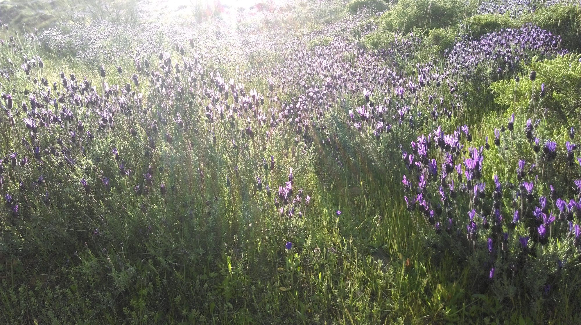 Flores silvestres iluminadas por el sol