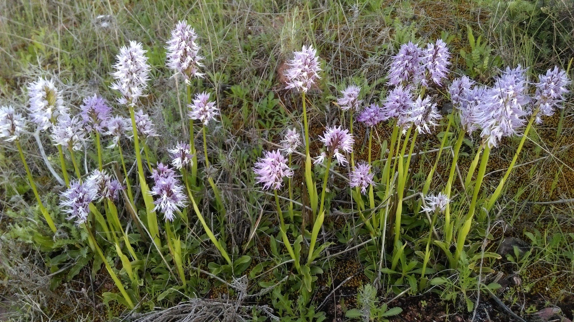 Orquídea silvestre en la pradera