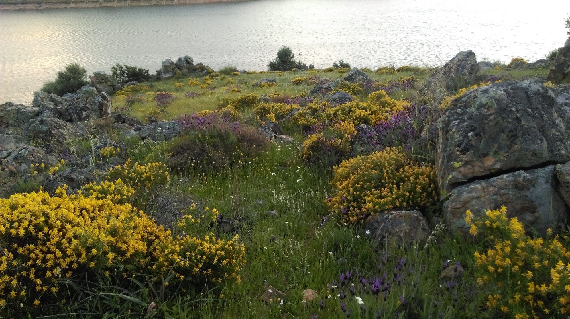 Flores entre las rocas junto al embalse