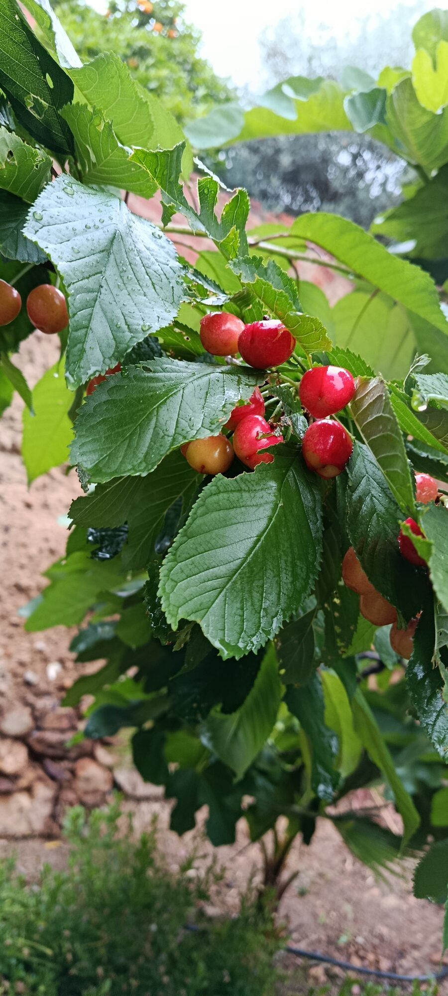 Frutos rojos madurando en el jardín de la casa