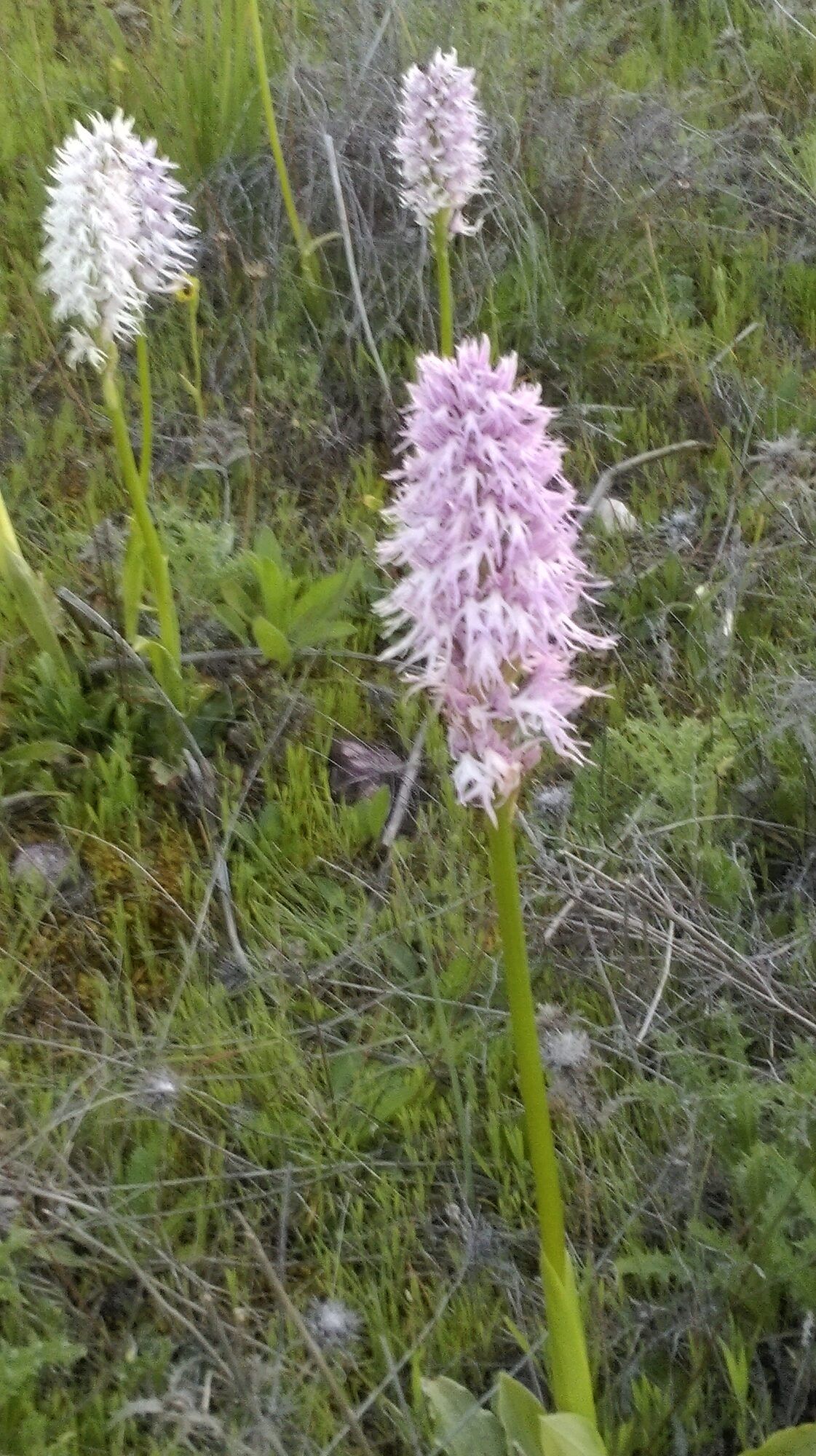 Orquídeas silvestres en flor en el campo de Alange