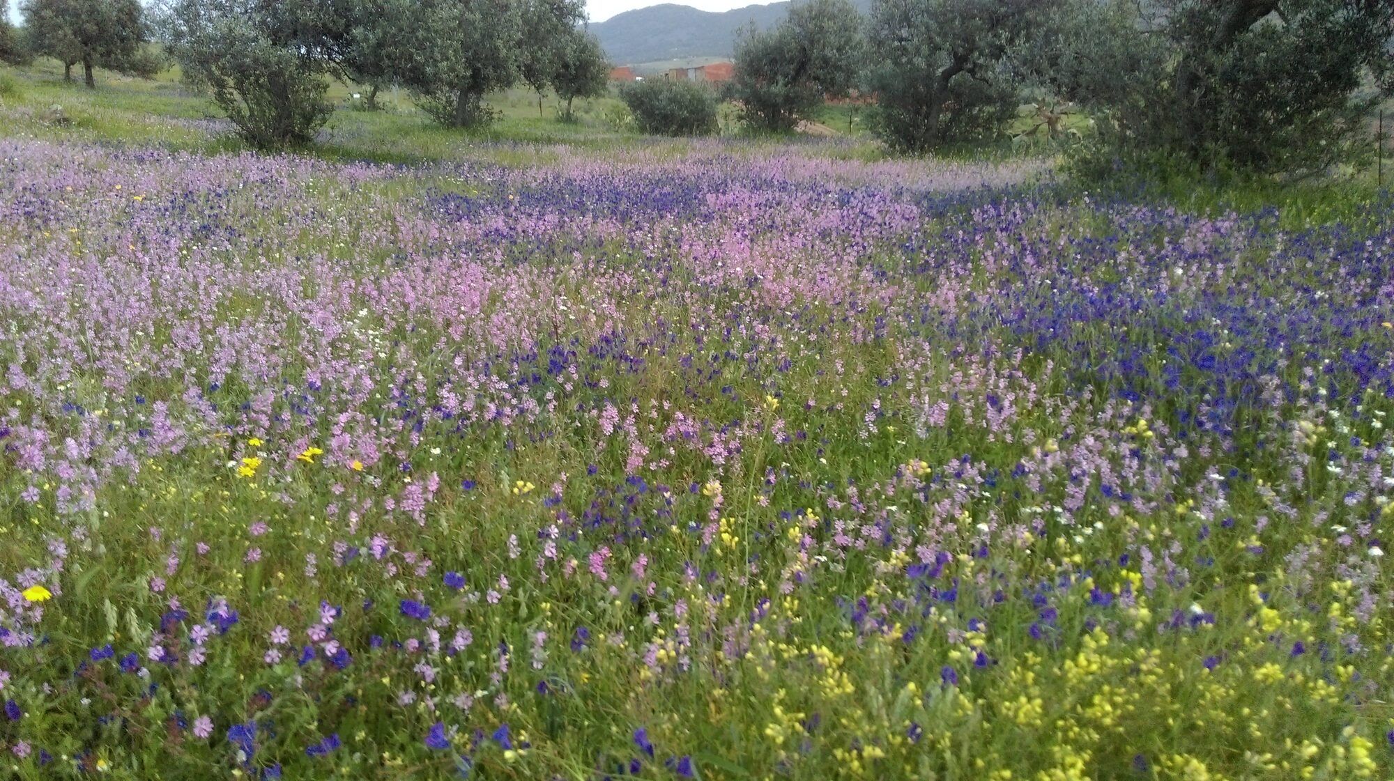 Campo cubierto de flores silvestres moradas y amarillas entre olivos