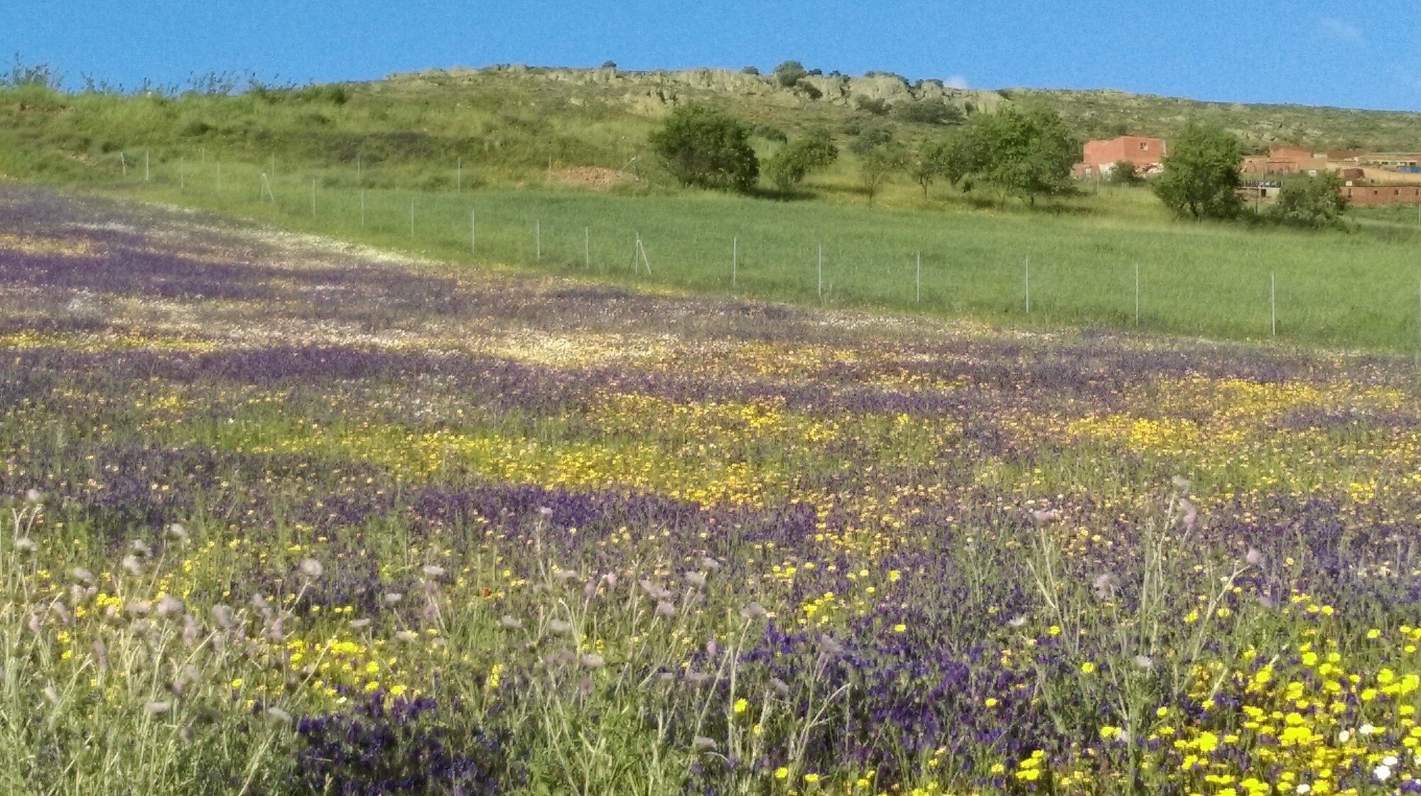 Ladera cubierta de flores silvestres con la sierra y el pueblo al fondo