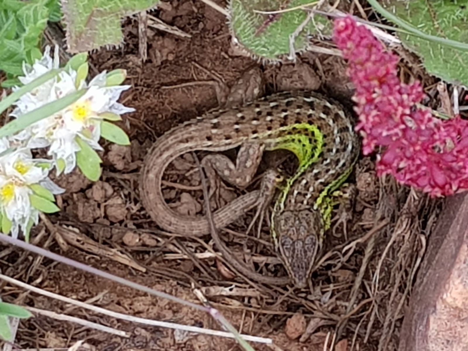 Lagarto entre las plantas del jardín