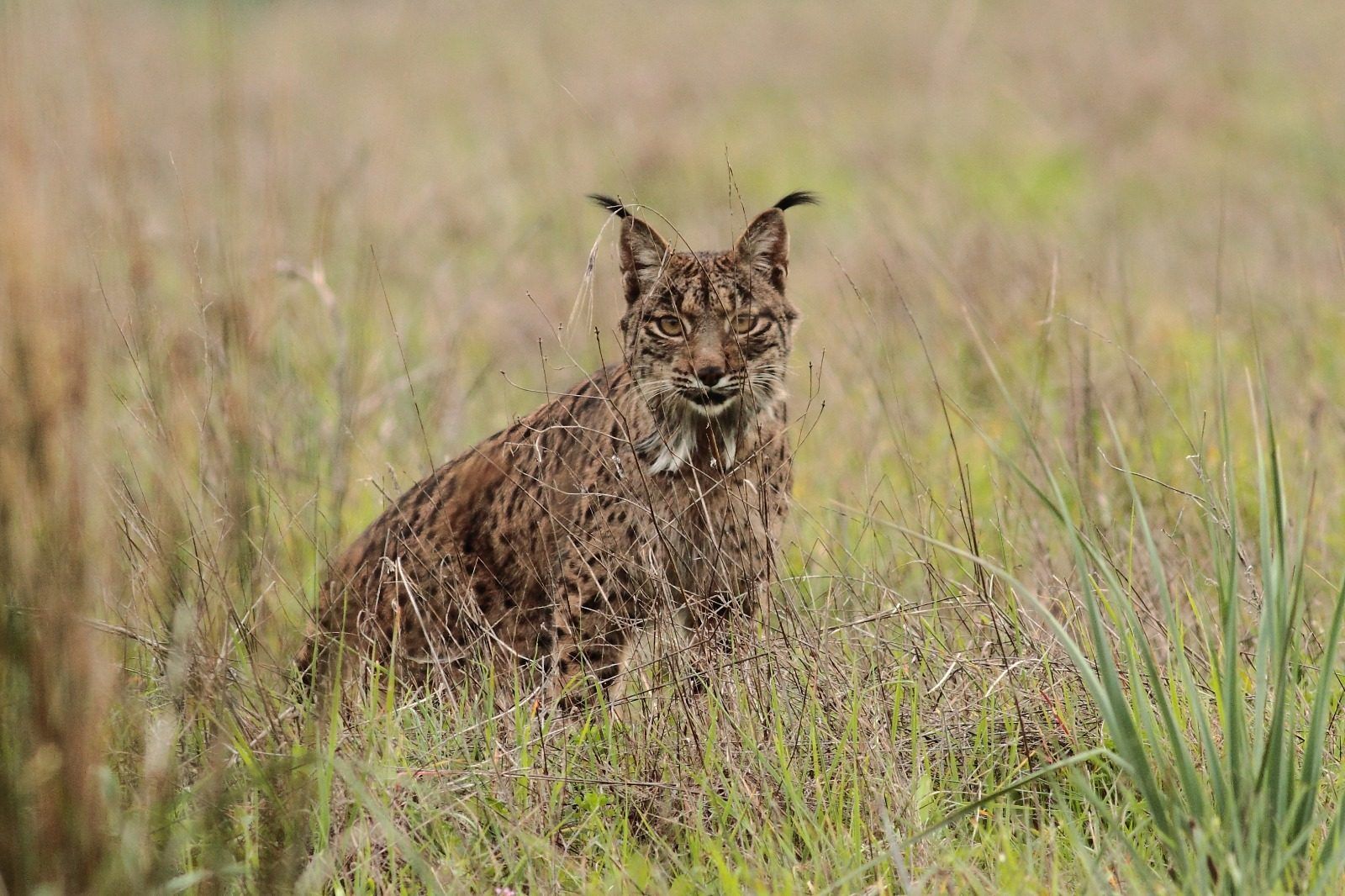 Lince entre las hierbas de una pradera