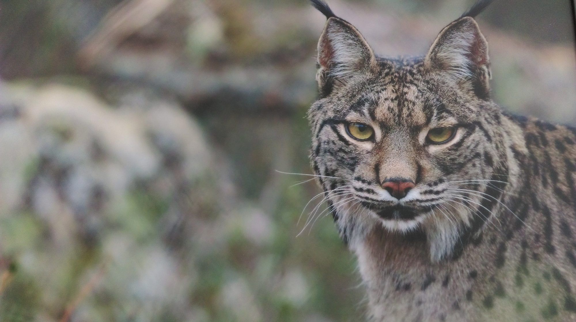 Primer plano de un lince entre la vegetación