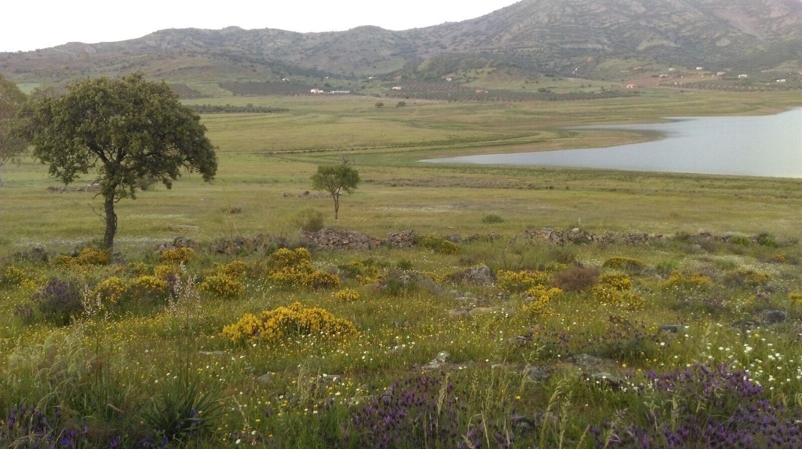 Llanura con flores amarillas y encinas, con el embalse al fondo