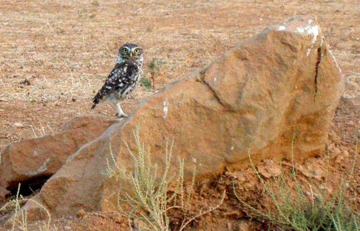 Mochuelo común (Athene noctua)