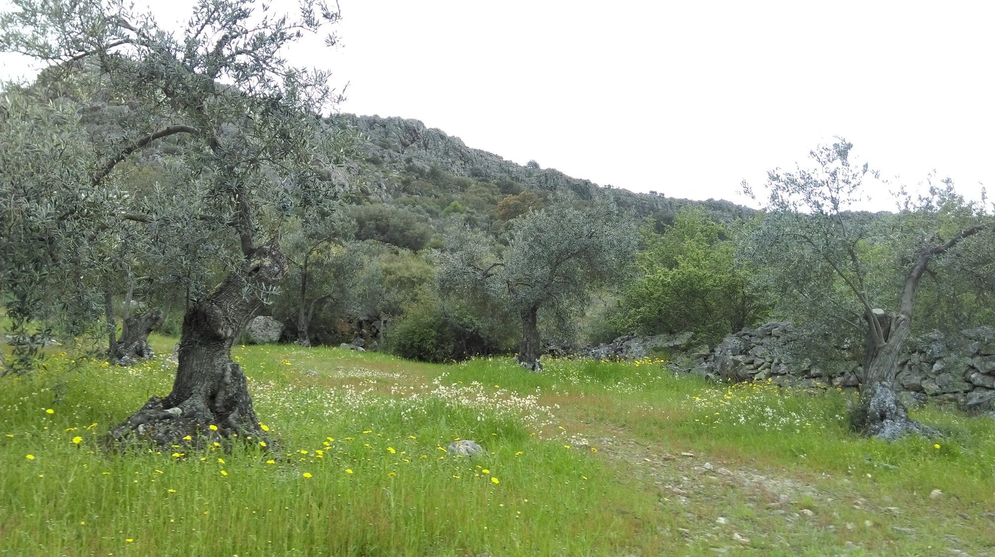 Flores de primavera entre los olivos