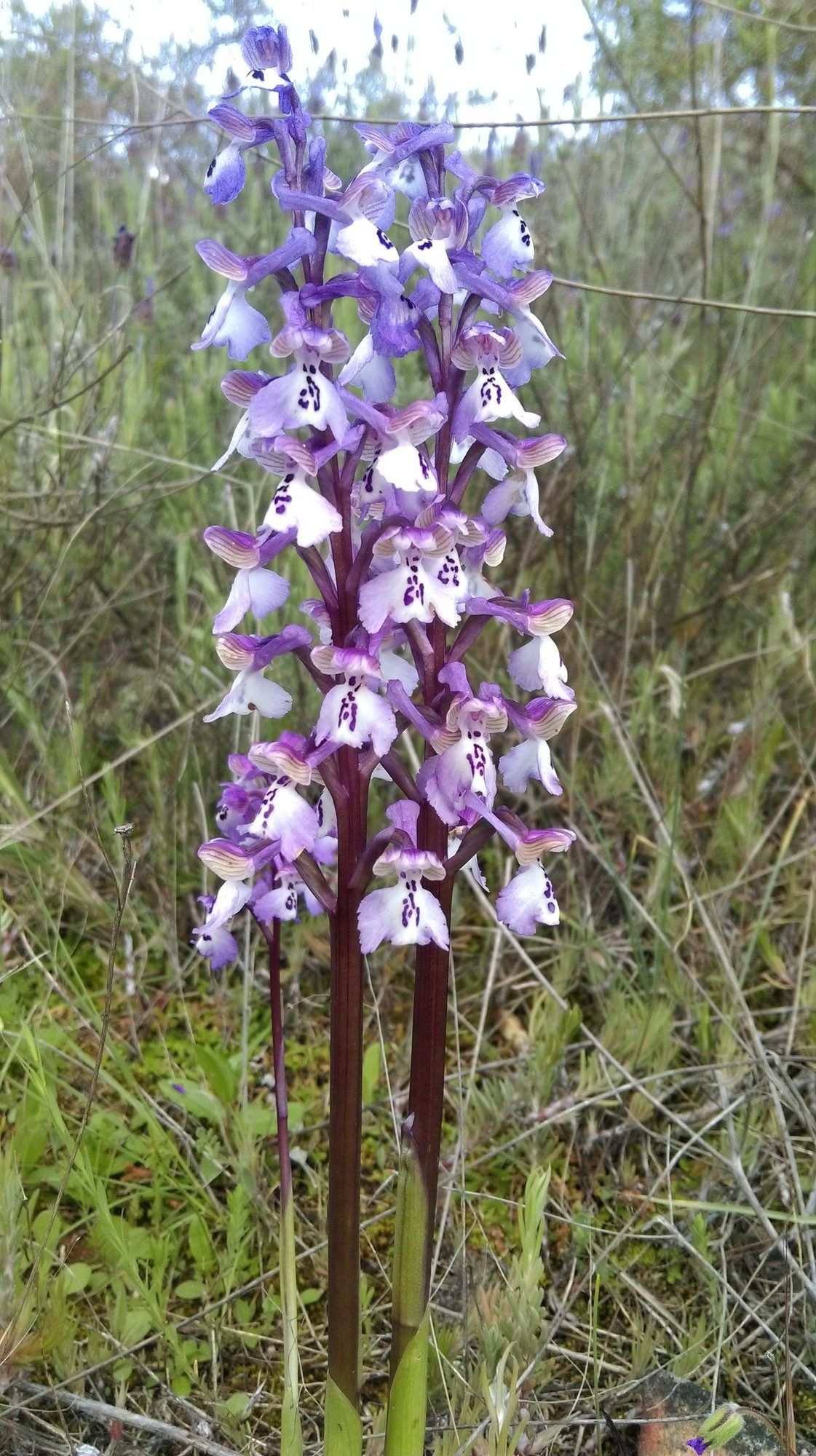 Detalle de una orquídea silvestre
