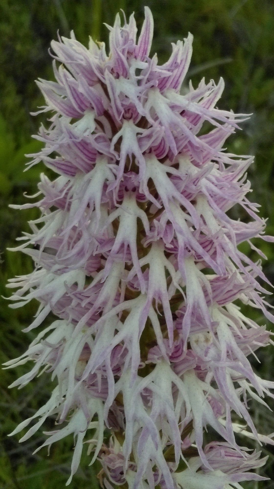 Orquídea de flores pálidas en primavera