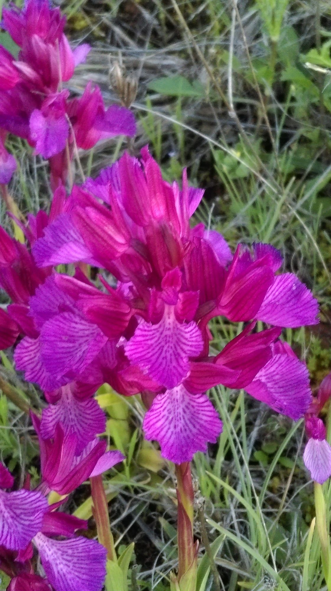 Flores rosadas de una orquídea
