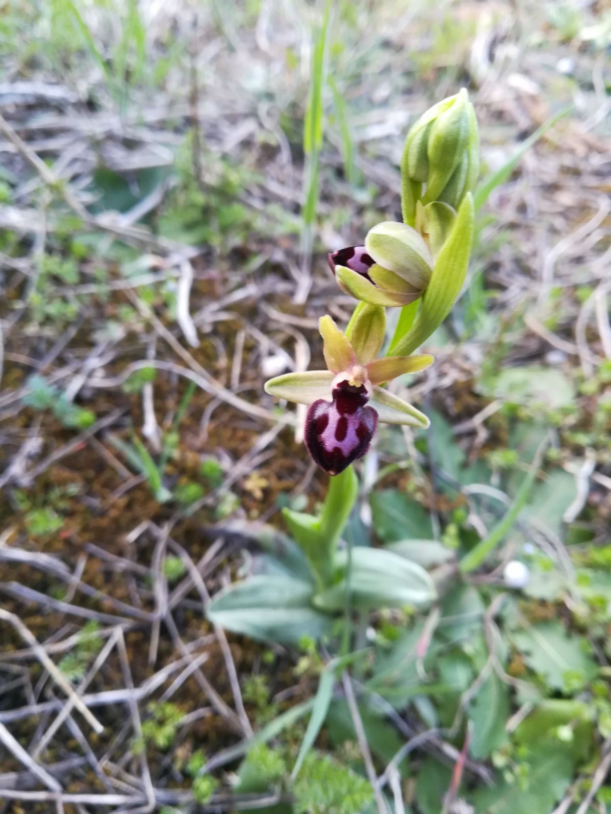 Orquídea junto al sendero