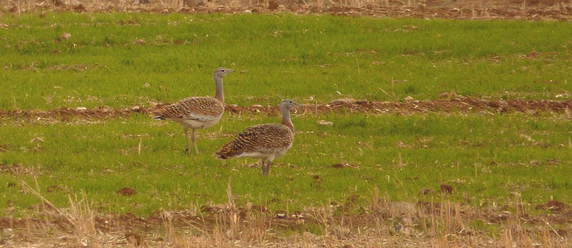 Avutarda común (Otis tarda) en el campo de Alange