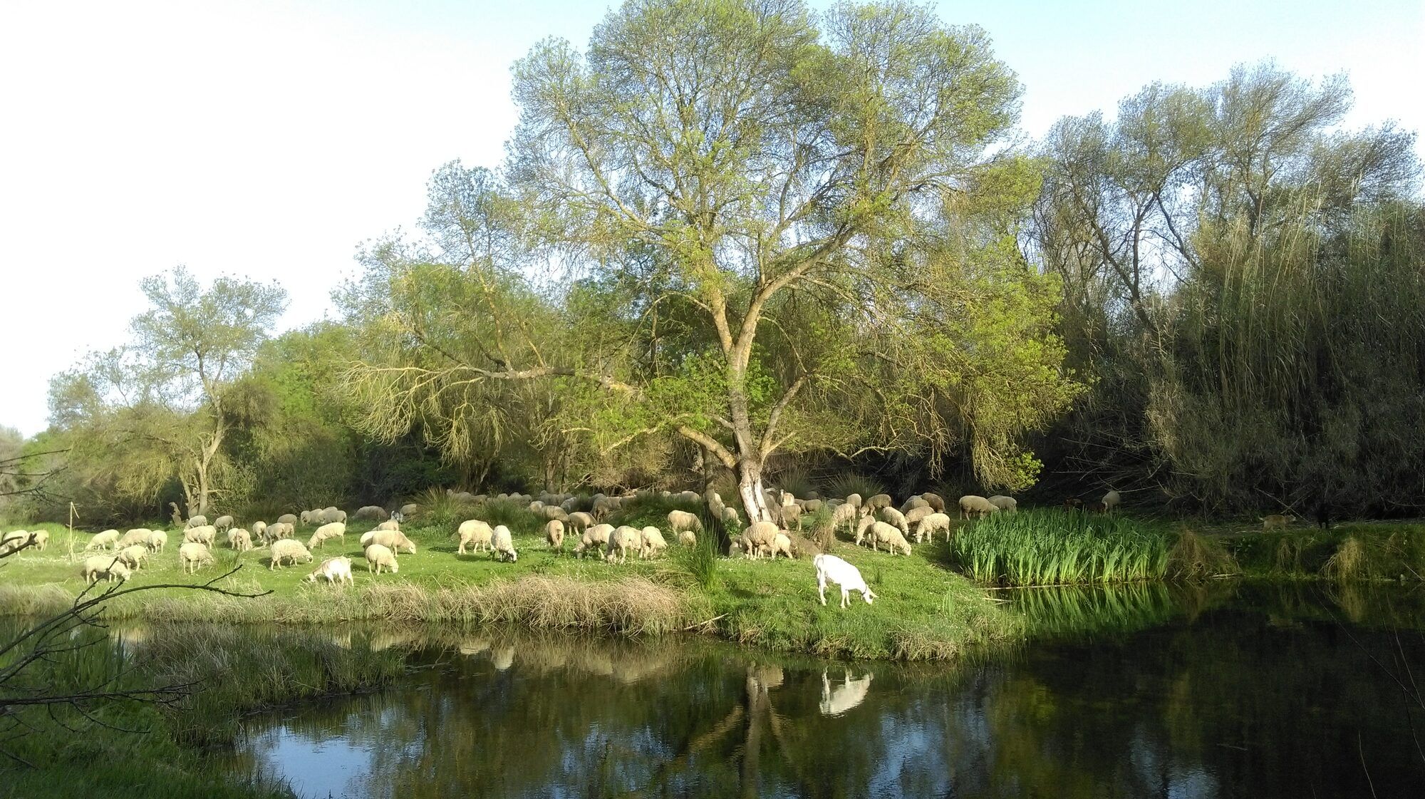 Rebaño de ovejas pastando junto a la orilla del embalse