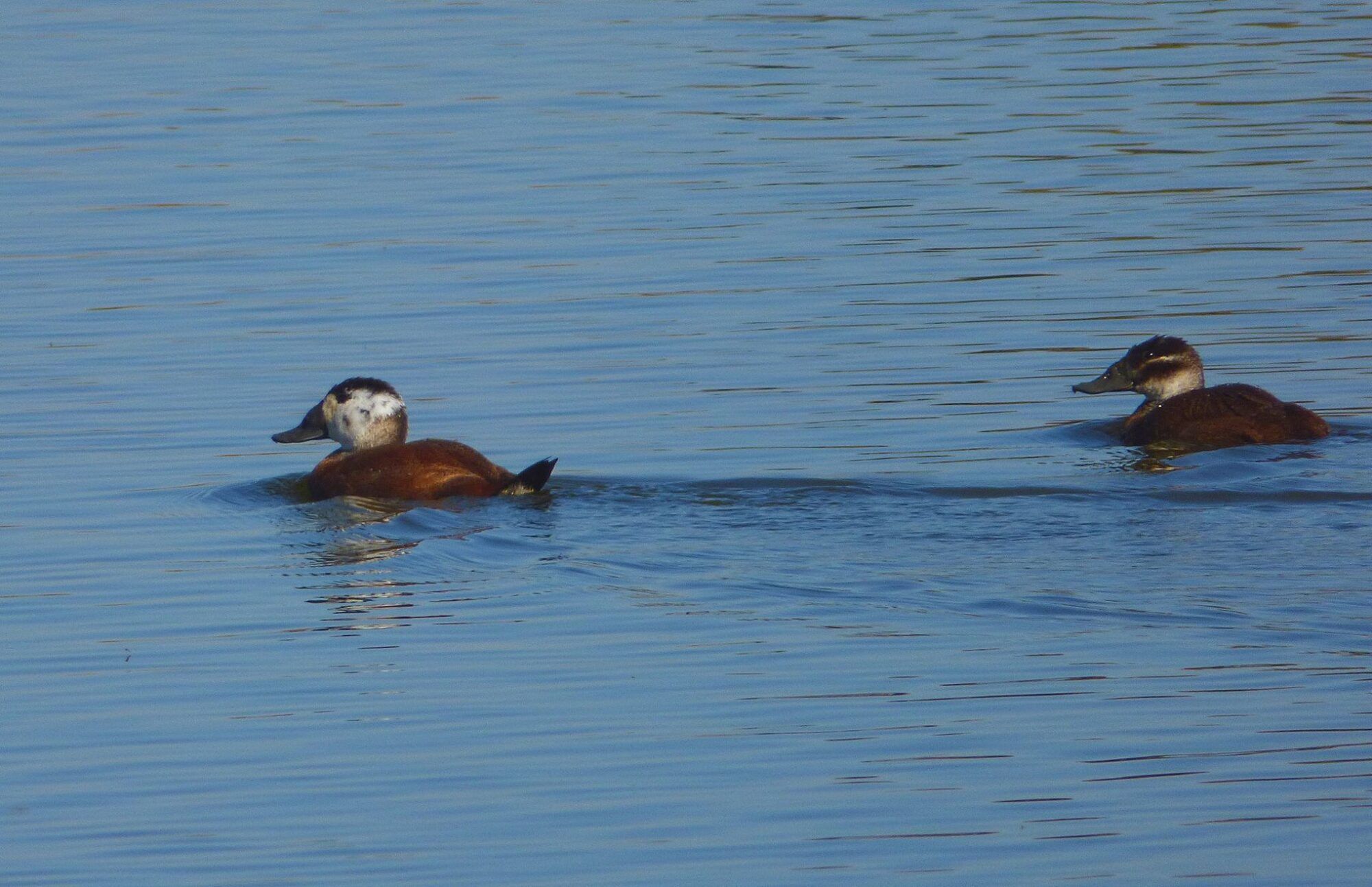 Malvasía cabeciblanca (Oxyura leucocephala) nadando en el embalse