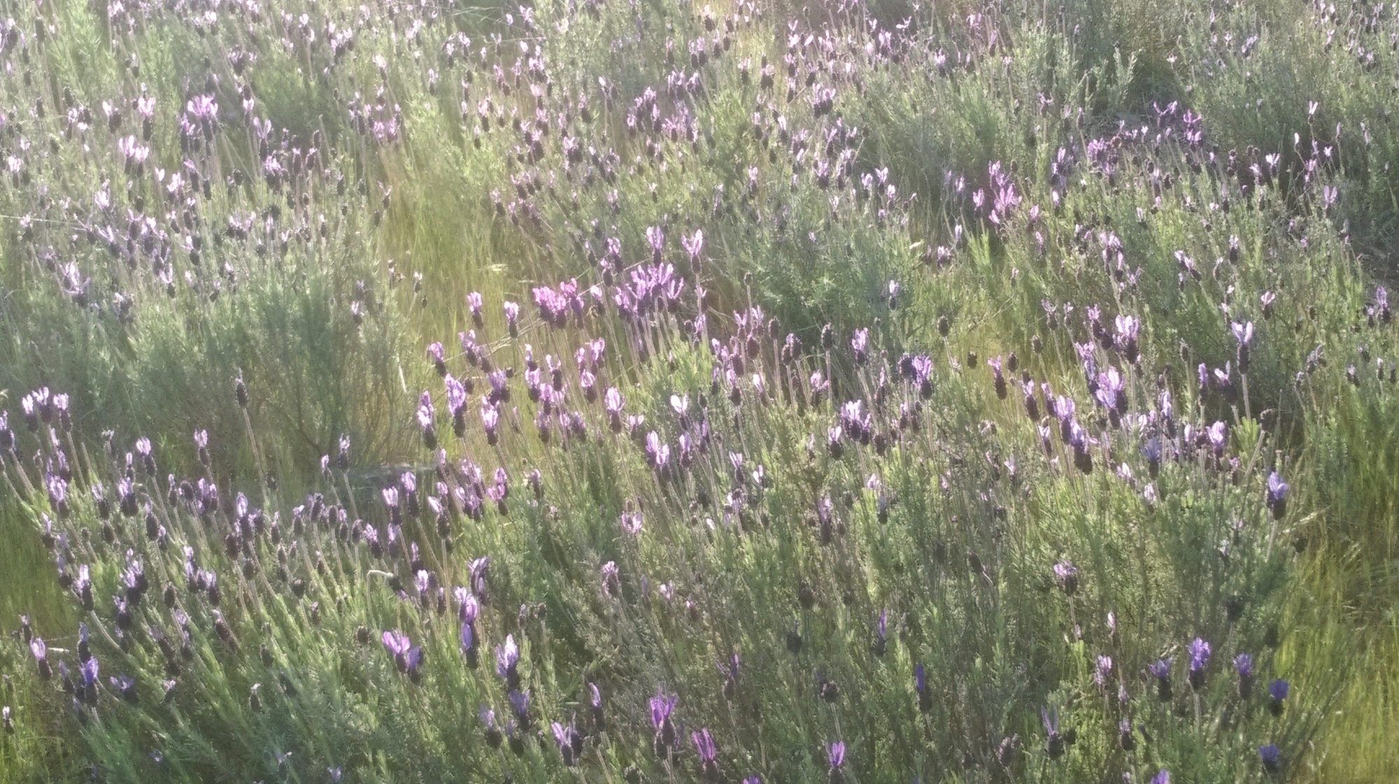 Pradera de flores silvestres altas