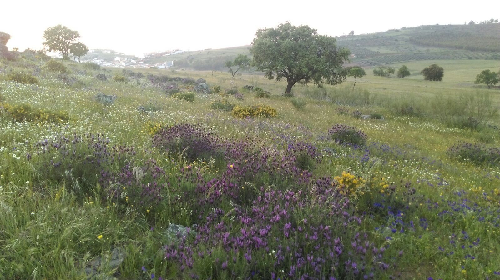 Pradera con flores moradas y una encina