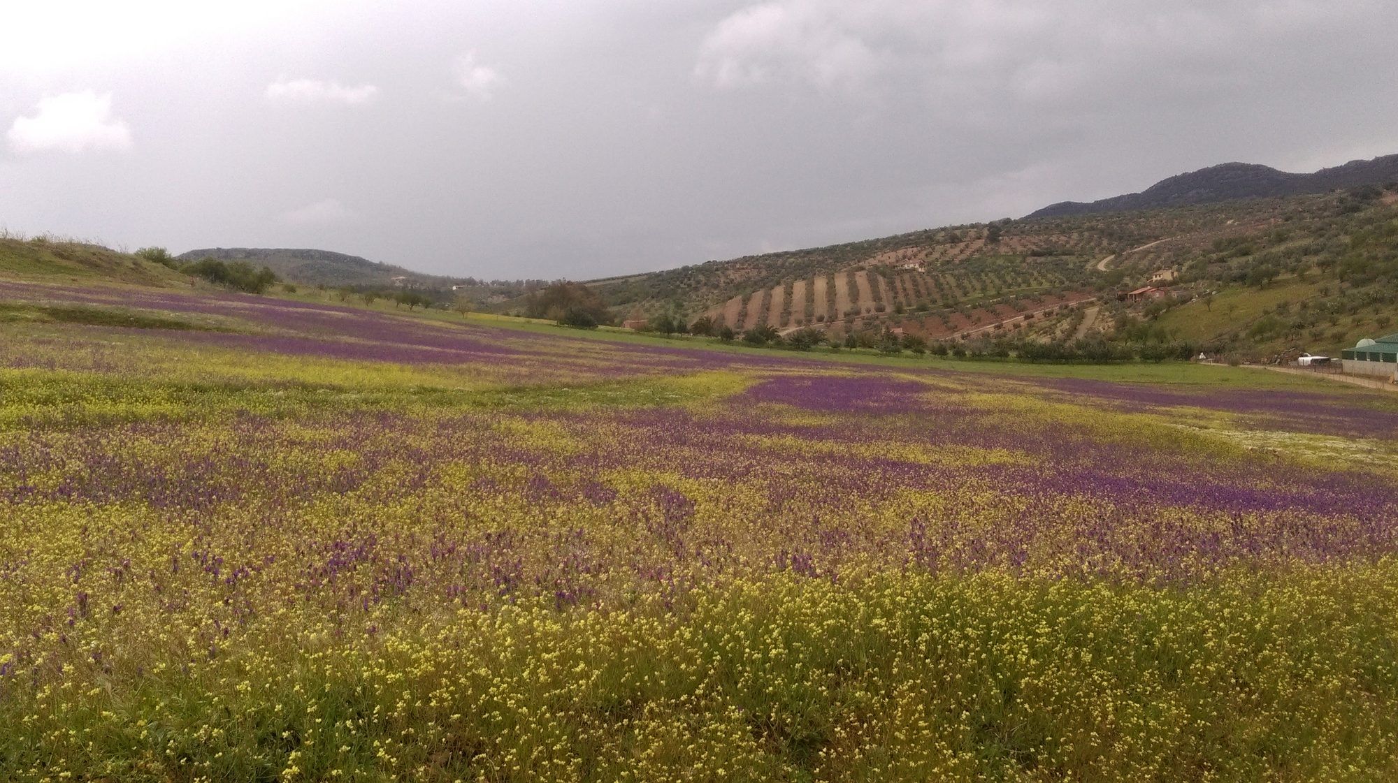 Pradera de flores moradas y amarillas