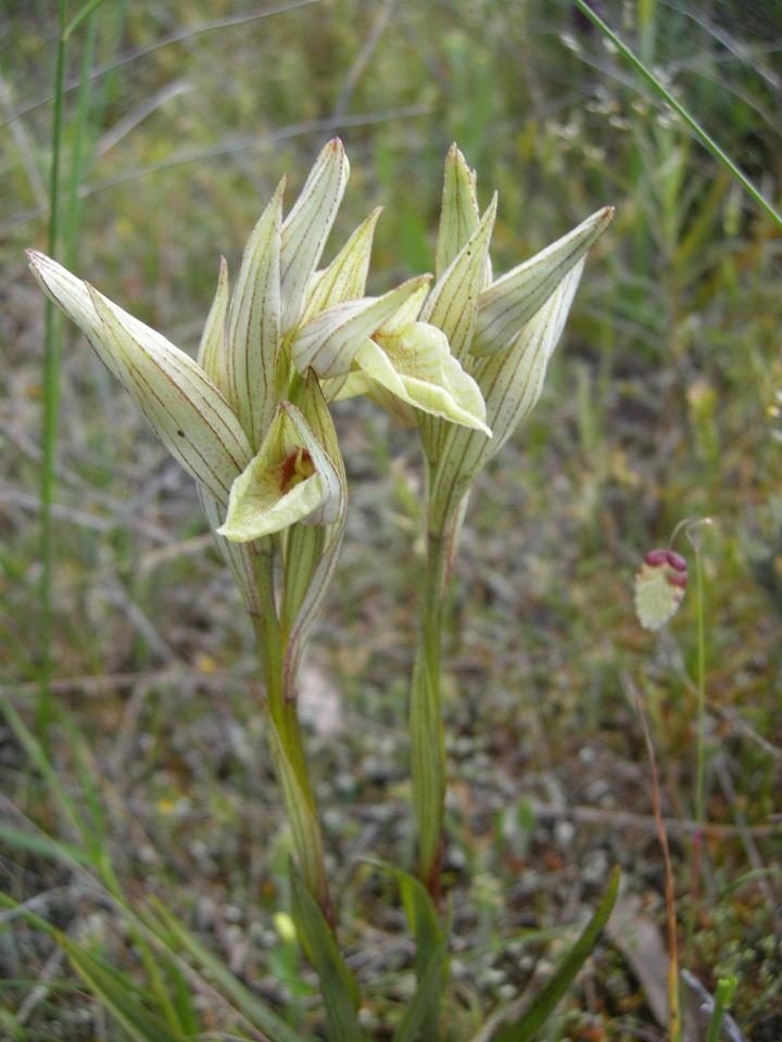 Serapia verde (Serapias perez-chiscanoi) en flor en el campo de Alange